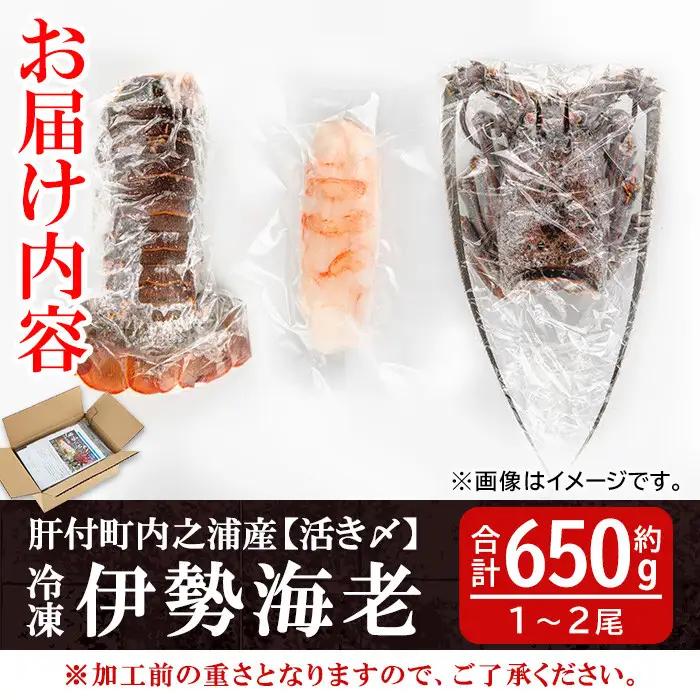 【活き〆冷凍】伊勢海老 刺身 (約650g) 鹿児島 国産 えび エビ 伊勢海老 さしみ【網元】C47003