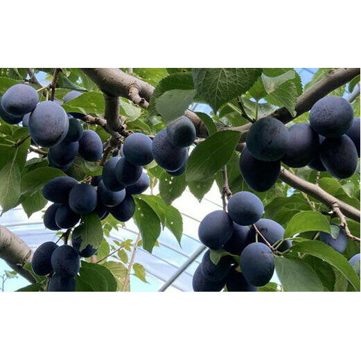 【ふるさと納税】8-017-011　サトケンさんのプルーン「ベイラー」1kg 　果物詰合せ・フルーツ・果物・詰合せ・セット・フルーツ・果物類・フルーツ　お届け：9月発送　※収穫状況により前後あり