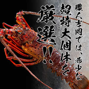 超特大 伊勢海老 4kg 以上 5尾 冷凍 ( 超特大サイズ 急速冷凍 えび エビ 高級 鮮魚 海鮮 魚介 刺身 焼き物 汁物 ギフト 贈答 贈り物 祝い 歳暮 中元 ) IKY060