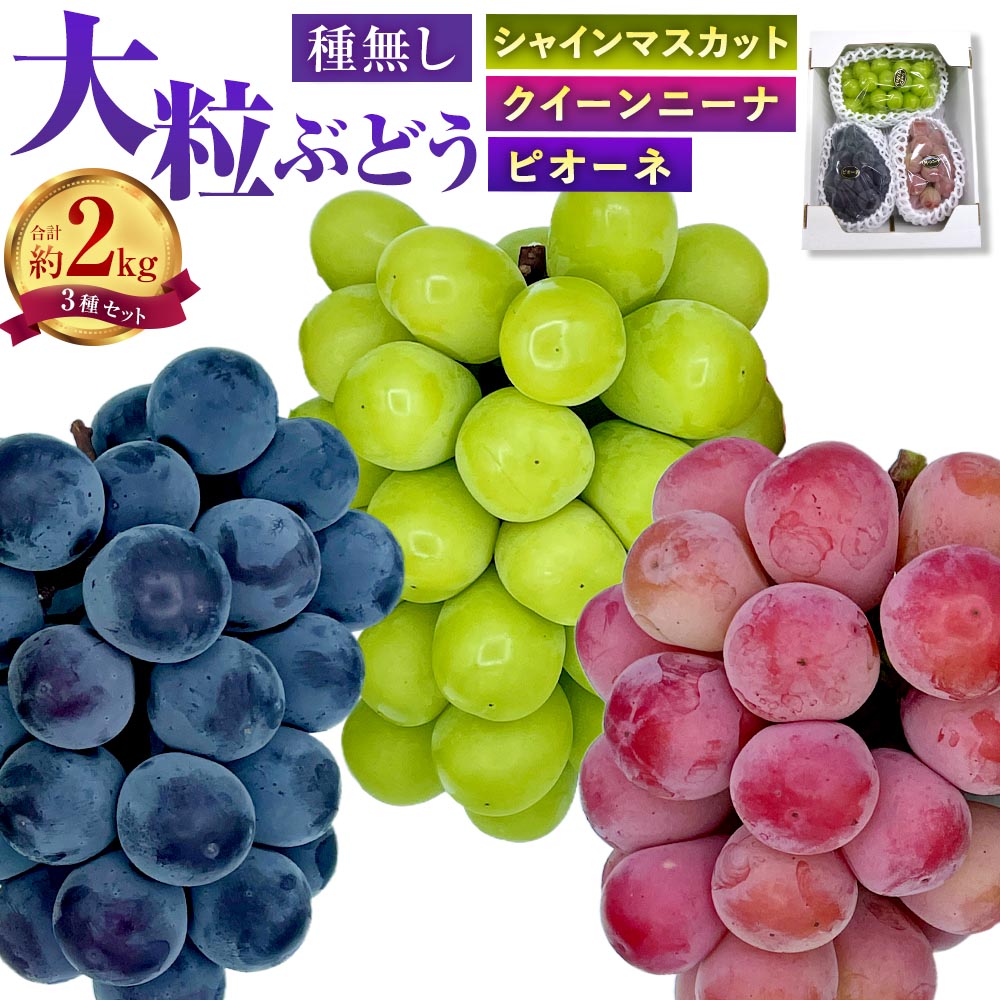 【ふるさと納税】大粒 ぶどう 3種 セット 3房 約2kg シャインマスカット ピオーネ クイーンニーナ マスカット ぶどう 葡萄 種なし 果物 くだもの フルーツ 詰め合わせ 冷蔵 岡山県産 岡山県 美咲町 送料無料【2026年10月上旬から12月下旬頃迄発送予定】