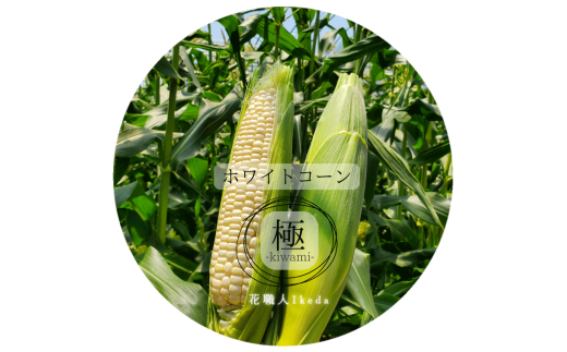 N352　ホワイトコーン極－Ｋｉｗａｍｉー（大）