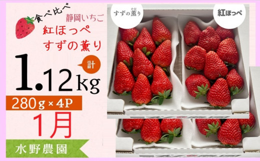 ６２７８　①１月発送 いちご 掛川産 完熟いちご 紅ほっぺ・すず薫り 食べ比べ 280g×各２P 計４P 1.12ｋｇ (5～15粒入×4P)  ①1月 ②2月の中から発送時期をお選び下さい  水野農園   ( ミズノ農園 ）