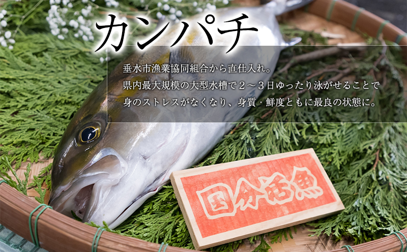【鹿児島県垂水市産】カンパチ（半身）　甘口さしみ醤油付き