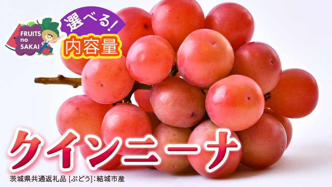 
                  ＼選べる内容量／ クインニーナ 約1.3kg～5kg 【2026年8月より発送開始】（茨城県共通返礼品 [ぶどう]：結城市産） ぶどう ブドウ 葡萄 クインニーナ 種なし 皮ごと 高級 国産 ふるさと納税
                