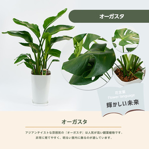 2026年3月中旬～発送【観葉植物】オーガスタ 緑の中道 IB067-002 観葉植物 ※北海道・沖縄・離島配送不可