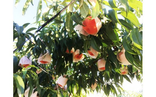 紀州和歌山産の桃　約4kg　化粧箱入	※2026年6月下旬頃〜2026年8月上旬頃順次発送（お届け日指定不可）【uot723A】