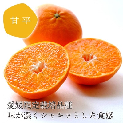 愛媛の人気柑橘をセットに!せとか・甘平 食べ比べセット【訳あり】【F25−196】【複数個口で配送】【4066397】