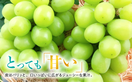 糖度!シャインマスカット!約2kg【2025年9月初旬より順次発送】ギフトにも岡山県産ぶどう!【配送不可地域：離島】【1365259】