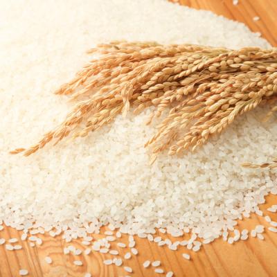 ふるさと納税 土佐清水市 令和8年産 ミルキークイーン精米10kg(5kg×2袋)高知県産 米 こめ【R01252】 |  | 01
