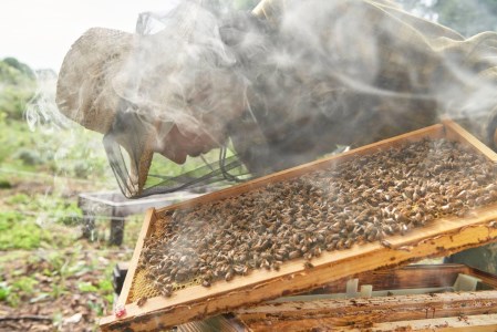 BIYAJIMA BEE FARM『季節の完熟生はちみつ110g 1瓶』肉料理やお菓子づくりに！ ｜ プレゼントやギフトにも【長野県信濃町ふるさと納税】