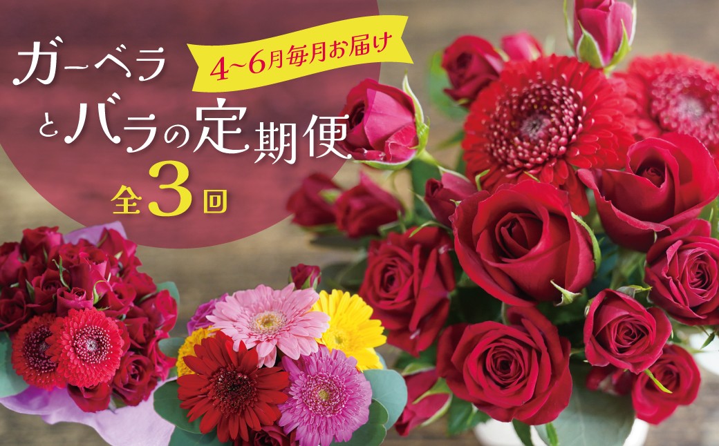 
                  【全３回】ガーベラとバラの定期便 (４月～６月に毎月お届け)   ガーベラ バラ 赤 カラフル 花束 BOX アレンジメント 贈り物 飾り インテリア 雑貨 H092-088
                