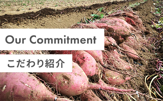 【2025年11月以降発送】千葉県富里市産　べにはるか　5kg　サイズ混載　土付き TMH004 / さつまいも サツマイモ  紅はるか べにはるか おさつ 甘藷 唐いも あまい 甘い スイーツ スイ