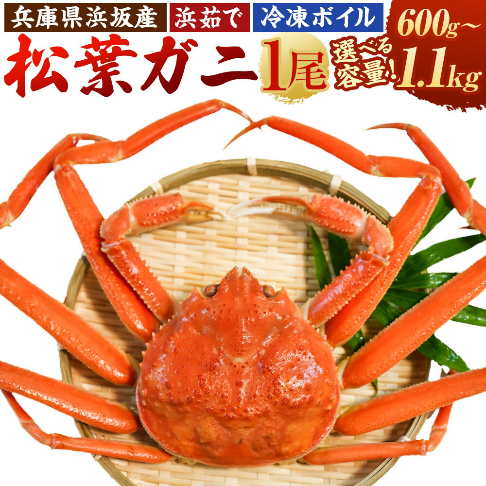 【ふるさと納税】【兵庫県産】浜坂漁港直送 浜茹で浜坂産松葉ガニ（冷凍ボイル）上質な一杯（600g～1.1kg） 松葉ガニ かに カニ 蟹 ズワイガニ 松葉がに 松葉蟹 1杯 浜茹で 魚介 海鮮 魚介類 冷凍 兵庫県 新温泉町 送料無料【2025年11月下旬～2026年3月下旬迄発送予定】