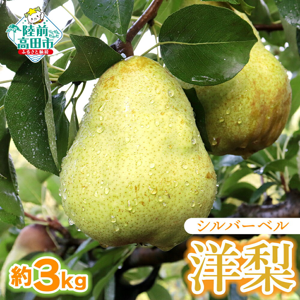 【ふるさと納税】先行予約 洋梨 シルバーベル 3kg 熊谷農園 [ 数量限定 梨 なし 西洋梨 フルーツ 果物 デザート 旬 秋 人気 おすすめ 甘い なめらか 酸味 追熟 産地直送 送料無料 お取り寄せ 岩手 陸前高田 ] 2026年11月から発送予定