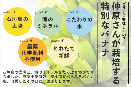 希少！こだわりの水を使い「森ような畑」で栽培する、特別なバナナ【 沖縄県石垣市 沖縄 石垣 石垣島 石垣島産 バナナ ばなな 農薬不使用 化学肥料不使用 離島のいいもの 沖縄いいもの石垣島 】OI-1