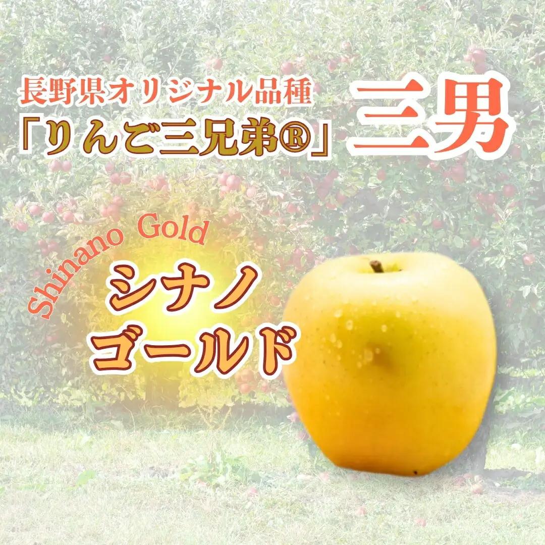 【2026年先行予約】シナノゴールド 約5kg| りんご