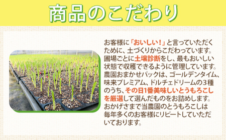 【先行予約】木更津産とうもろこし　農園おまかせパック約5キロ（１０～１5本入） KCN001