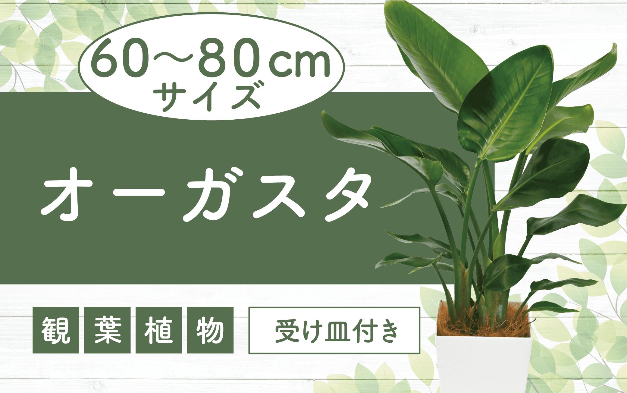 
            2025年5月中旬～発送【観葉植物】オーガスタ60cm～80cm(Green Base/014-1377) 南国鹿児島県で育った 観葉植物！植物 鉢付 インテリア 室内 オフィス おしゃれ プレゼント ギフト 開店祝い 移転祝い マイナスイオン【配送不可地域：北海道・沖縄県・離島】
          