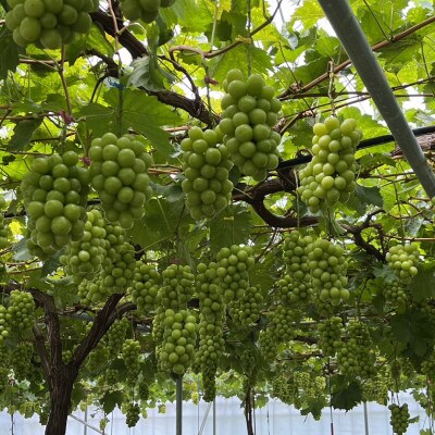 【本場山梨の旬を堪能】今逃せば1年待ちの幻のハウスオブシャインマスカット2025年6月中旬発送【配送不可地域：離島】