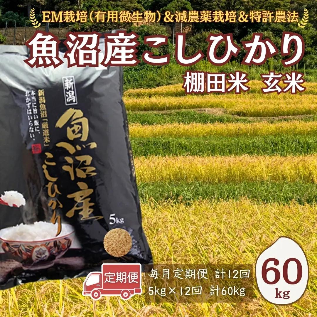【令和8年 先行予約 定期便】魚沼産コシヒカリ棚田米 玄米 60kg (5キロ×12回) 佐藤農場|おこめ 玄米 小千谷 新潟