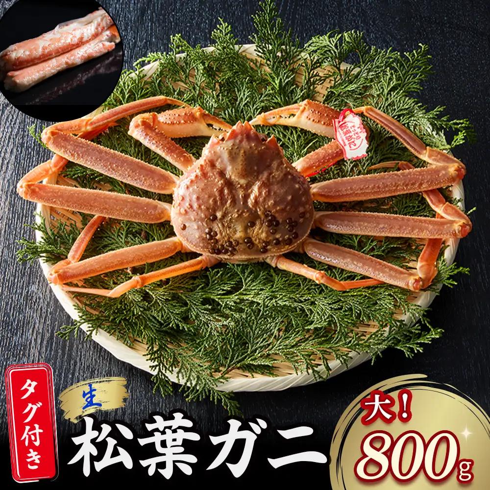 【先行予約】【魚倉】タグ付き生松葉ガニ（大800g） かに 蟹 カニ