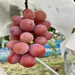 おすすめ感謝セット　マッターホルン+ブーゲンビリア　2房セット