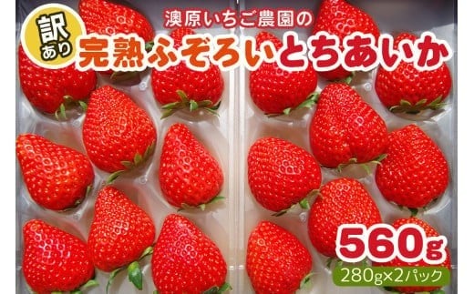 
                   訳あり粒不揃い とちあいか 560g (280g×2P) 《1月以降～4月以降の期間で発送》 澳原いちご農園  | いちご 苺 イチゴ フルーツ 果物 産地直送 栃木県産
                