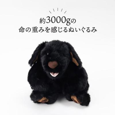 ふるさと納税 糸島市 パトランの黒(通称:クロラン)糸島市/科学工房未來[AYI002] |  | 01