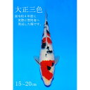 【ふるさと納税】阪井養魚場 錦鯉 大正三色 当歳 1匹 ※写真は令和4年度に実際に寄附者へ発送した鯉です※ 【 生き物 魚 飼育 錦鯉 鯉 紅白 三色 優勝 受賞 稚魚 】 お届け：12月～3月　【 生き物 魚 飼育 錦鯉 鯉 紅白 三色 優勝 受賞 稚魚 】　お届け：12月～3月