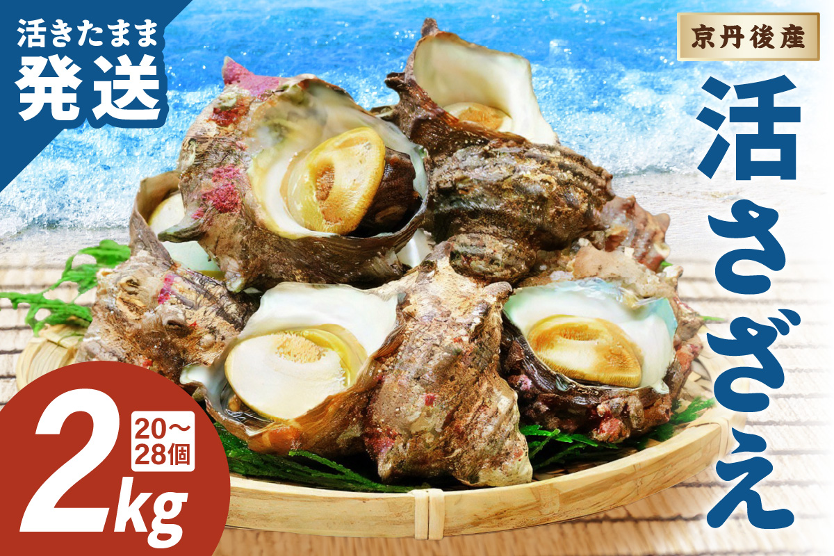 最高鮮度の生きたまま発送！日本海荒波育ち京丹後産さざえ2kg/北畿水産　HK00148