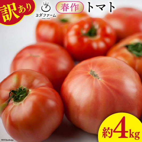 【2026年発送】 春作 訳あり 桃太郎トマト 約4kg [ヨダファーム 山梨県 中央市 21470975] 規格外 家庭用 不揃い トマト とまと 野菜 やさい 4キロ 季節限定 期間限定 産地直送 山梨県産 訳アリ tomato 【2026年4月上旬-6月下旬発送予定】
