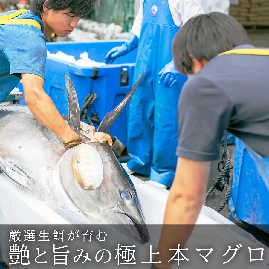 国産 養殖本マグロ 中トロ600g 刺身用 冷凍 柵 ギフト 贈答 産地直送 海鮮丼 寿司 御歳暮
