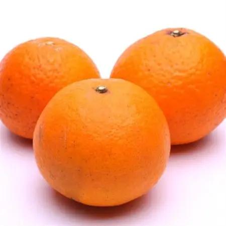 厳選 清見1kg+250g(傷み補償分)【光センサー選果】【樹上完熟きよみオレンジ】【1176703】