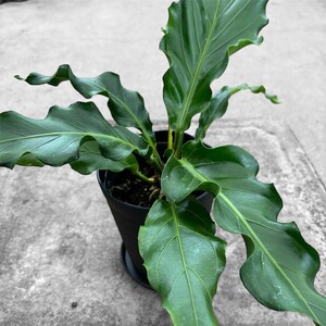 アンスリウム(アンスリューム) フーケリー 5号 湖東フラワー 滋賀県 東近江市 A70 アンスリウム アンスリューム 観葉植物 鉢植え 花 プレゼント ギフト お祝い お供え インテリア リビング 