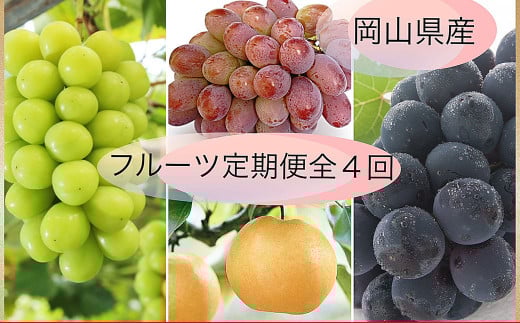 【果物定期便4回】 （ニューピオーネ ・ 晴王 ・ 紫苑 ・ あたご梨） 【2025年9月上旬より発送開始】 ／ 4回 葡萄 ぶどう マスカット シャインマスカット 梨 なし 果物 果実 フルーツ 旬 定期便 岡山県 美咲町 冷蔵 常温