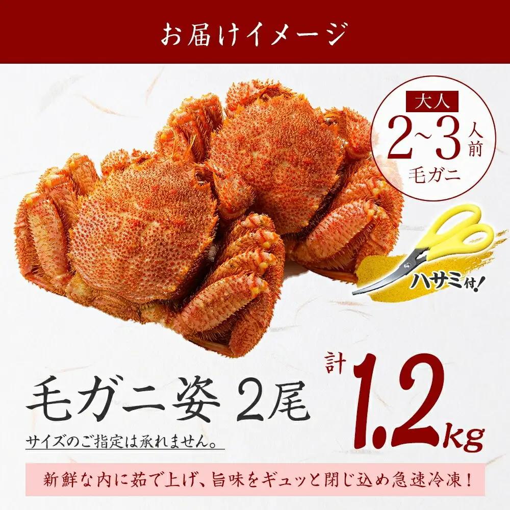 毛蟹 2尾 計1.2kg前後 食べ方ガイド・専用ハサミ付 カニ かに 蟹 海鮮 ボイル 送料無料 北海道 弟子屈町 3335
