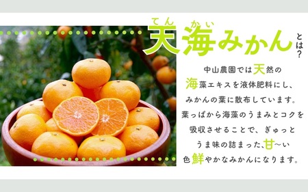 完熟早生みかん　宮川早生５kg※2025年12月から順次発送予定※ 【期間限定・12/20まで】/ 和歌山県 ミカン フルーツ 果物 柑橘 田辺市 【nak006-1】