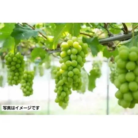 【1kg】朝採れ新鮮!シャインマスカット(8月頃～10月頃)【配送不可地域：離島】【1487247】