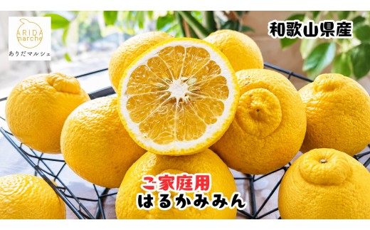 【先行予約】 【人気柑橘】 有田 育ちの はるか みかん（ 訳あり 家庭用 ） 10kg+200g(傷み補償分)  / 柑橘 果物 フルーツ 和歌山 ※2027年1月下旬～2月下旬に順次発送 ※北海道・沖縄・その他離島地域は発送不可【ard019-c-10B】