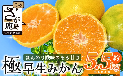 
                  【先行受付】《10月頃からお届け》平倉果樹園 極早生みかん 約5.5kg 小玉 Sサイズ 2Sサイズ 温州みかん ミカン 蜜柑 フルーツ 果物 くだもの ふるさと納税 佐賀県 鹿島市 B-342
                