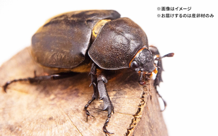 オリジナル産卵材 Lサイズ ハーフ カブトムシ クワガタ クヌギA材 【ふるさと昆虫】[YDV022]