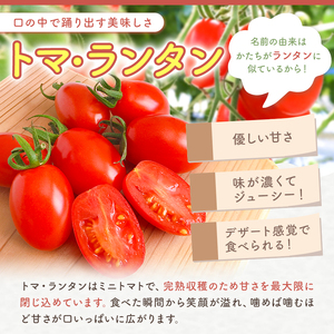 ミニトマト生産量 日本一 玉名市 !！ 「 トマ・ランタン 」 約 1kg ミニトマト トマト Vege Rise