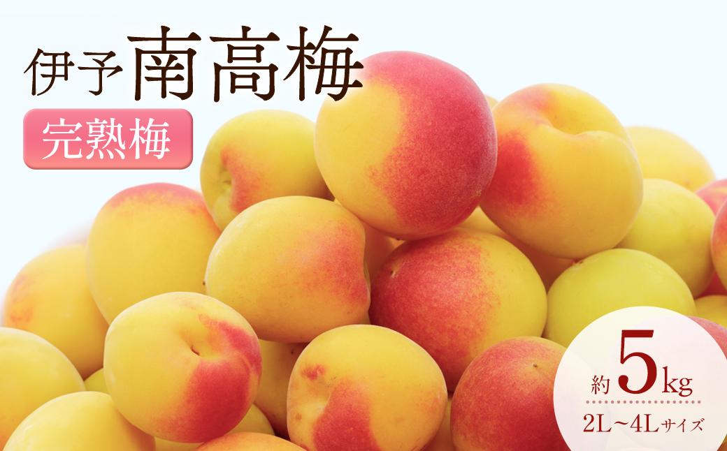 
                  【先行予約】 南高梅 （木成り完熟梅）約5kg　2026年6月下旬～7月上旬頃発送　梅 完熟 うめ ウメ 南高梅 伊予南高梅 佐伯食品 完熟梅 梅仕事 愛媛県 西条市産
                