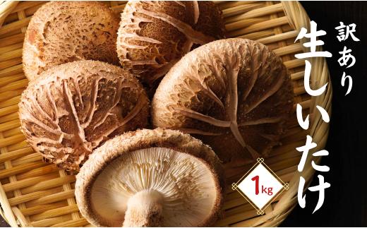 【訳あり】 大分県産 しいたけ 津久見で育てた肉厚生しいたけ 1㎏　|　津久見市 椎茸 菌床しいたけ きのこ 家庭用 わけあり 冷蔵 国産 産地直送