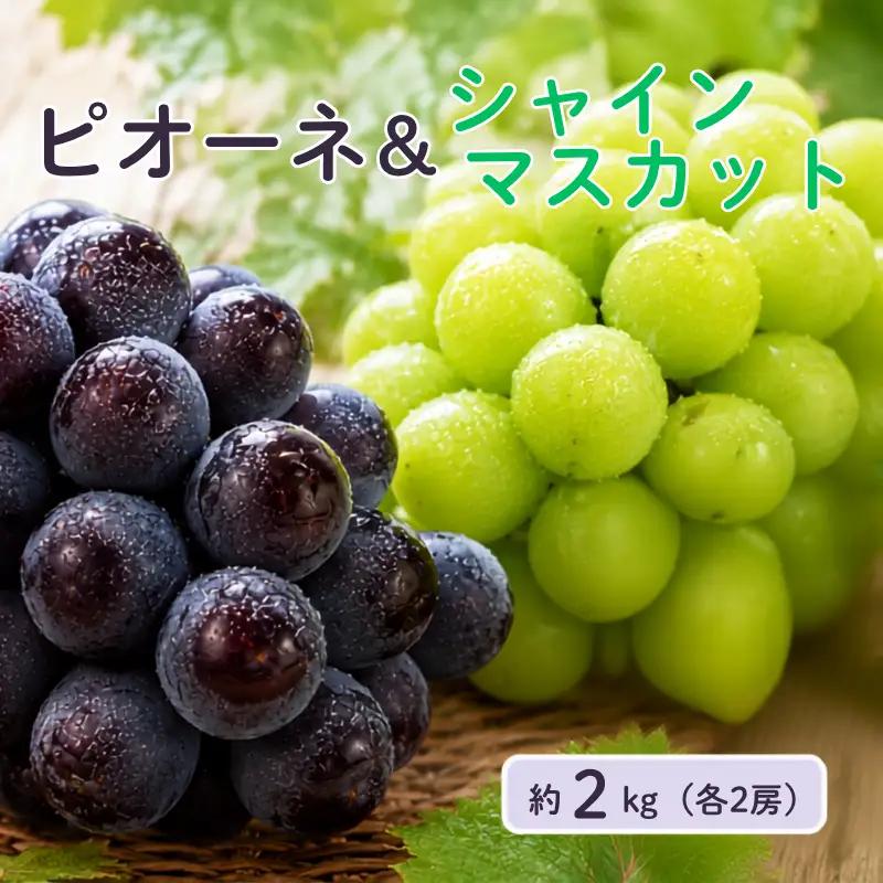 大原観光果樹園 ピオーネ2房とシャインマスカット2房（計4房） 約2kg 【先行予約 9月中旬から順次発送】