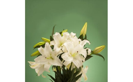 【百合の王様】【未開花/長持ち】農林水産大臣賞を受賞したフローリストがアレンジする“純白のカサブランカ”【 花 お花 神奈川県 小田原市 】