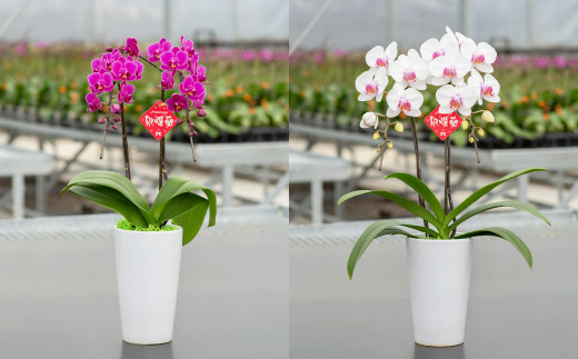 【年6回定期便】ミディ胡蝶蘭の定期便 花 お花 植物 蘭 洋蘭 ラン インテリア アレンジ アレンジメント 鑑賞 観賞用 贈答用