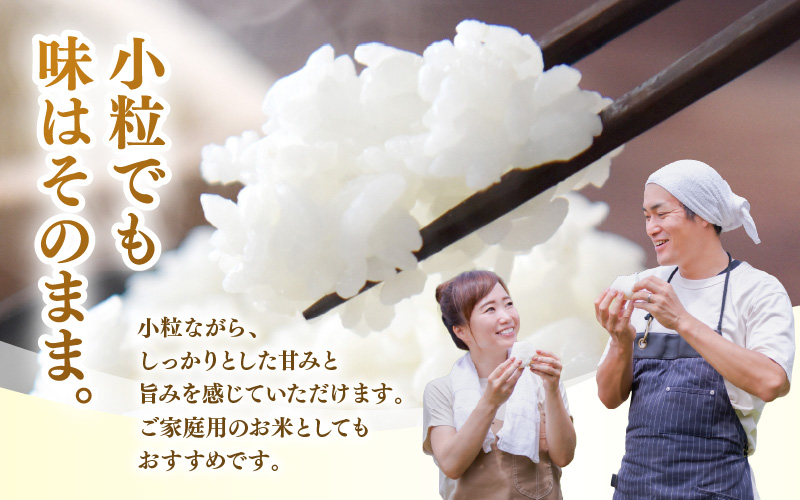 【先行予約】定期便≪3ケ月≫令和8年産 若干小粒米 5kg×3回 計15kg  福井県越前町産 コシヒカリ・ハナエチゼン・あきさかり・にこまるのいずれか1品種 【白米】 小粒規格米【2026年10月中