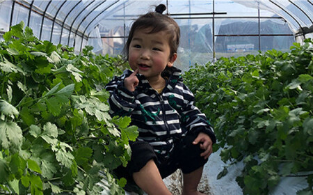 【先行予約販売】糸島産 パクチー 1kg （100g×10袋） 糸島市 / MURA FARM[AFD002]