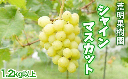 17-H [予約開始！]ぶどう（シャインマスカット）1.2kg以上（2〜3房）荒明果樹園 人生をかけた、極上ぶどう（シャインマスカット）※2026年10月～発送